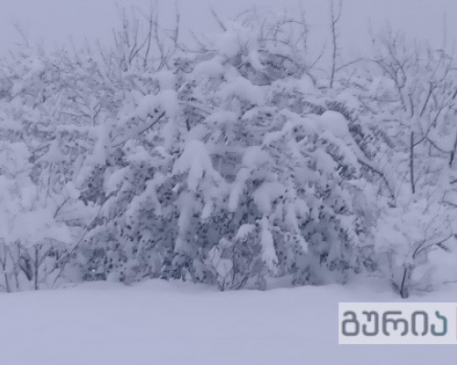 “ჩვენმა ფონდმა გურიისთვის გამოყო 20 ათასი ლარი” – ნანუკა ჟორჟოლიანი