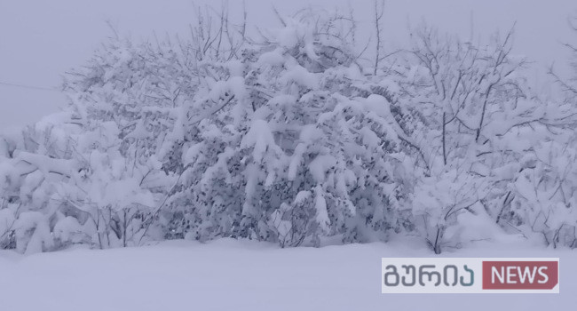 “ჩვენმა ფონდმა გურიისთვის გამოყო 20 ათასი ლარი” – ნანუკა ჟორჟოლიანი